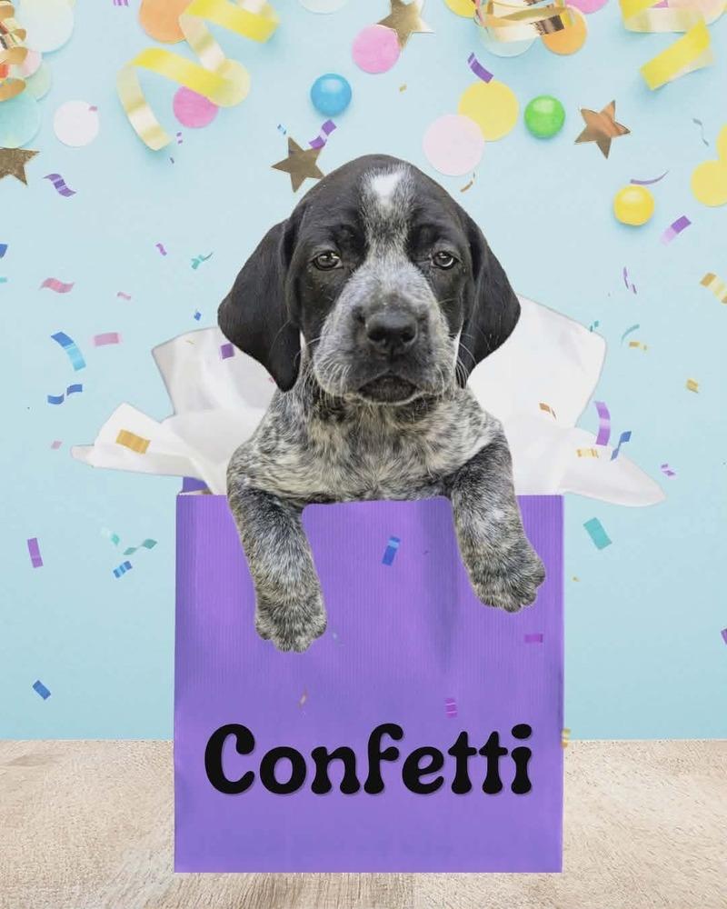 Enlarge Confetti, a Adoptable mixed breed in Fort Mill, SC image 2/2