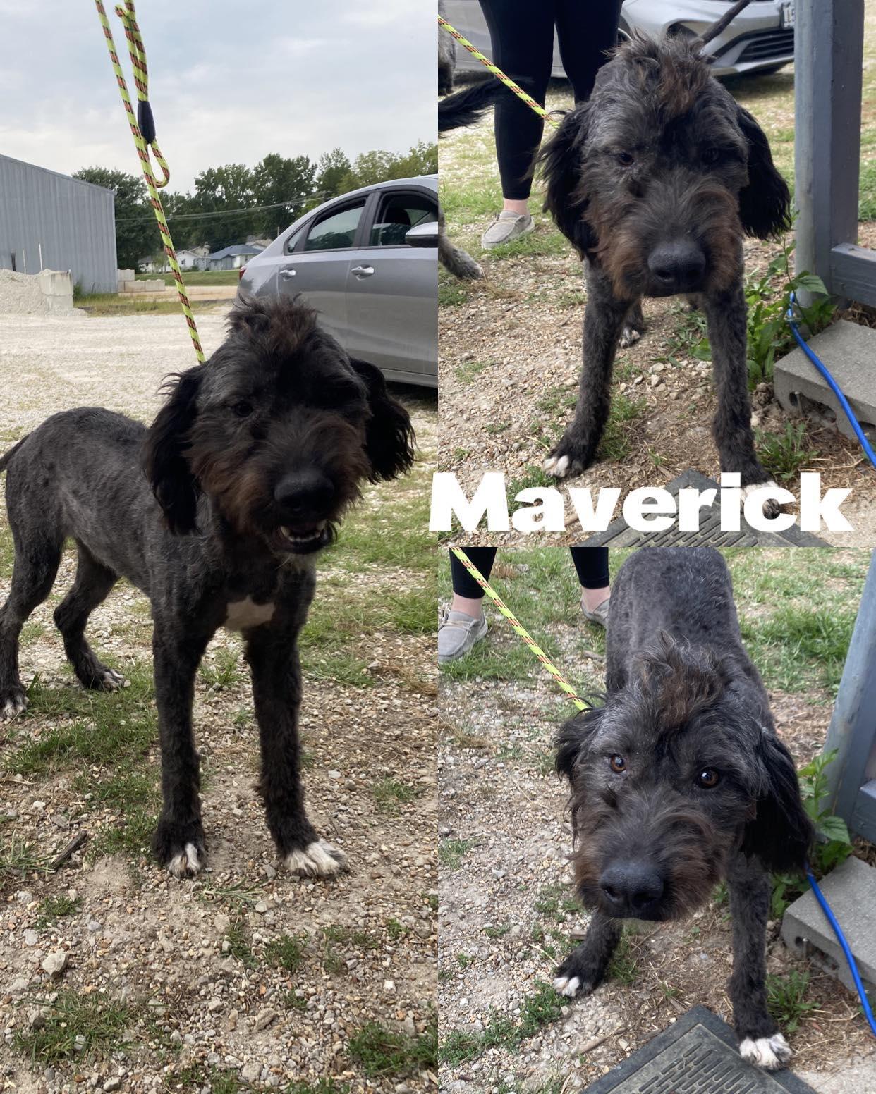 Maverick