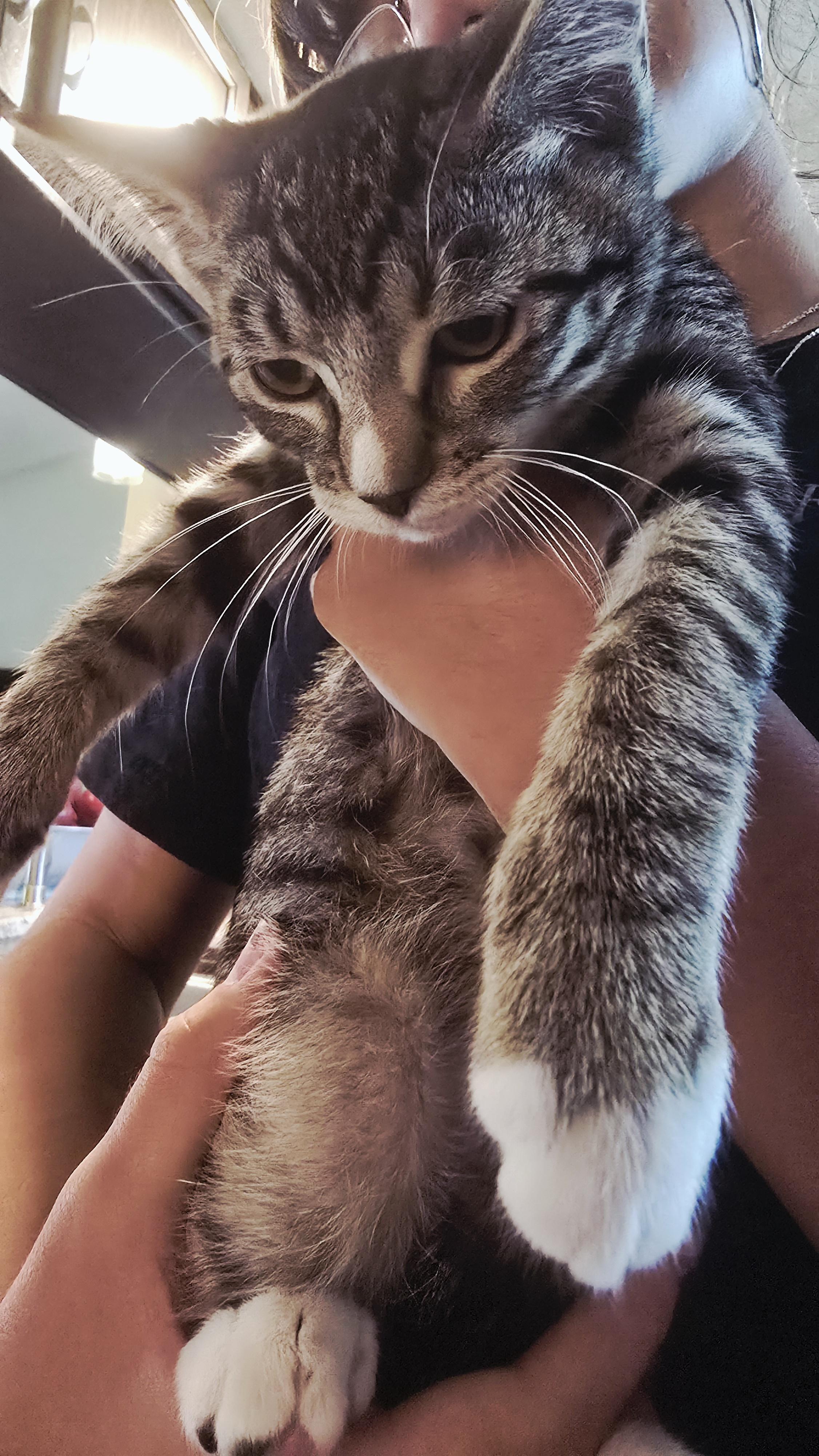 Enlarge PEPPER -  November ONLY 35% Off Adoption Fee & 25+ kittens to choose from!, a Adoptable Tiger in PHOENIX, AZ image 2/5