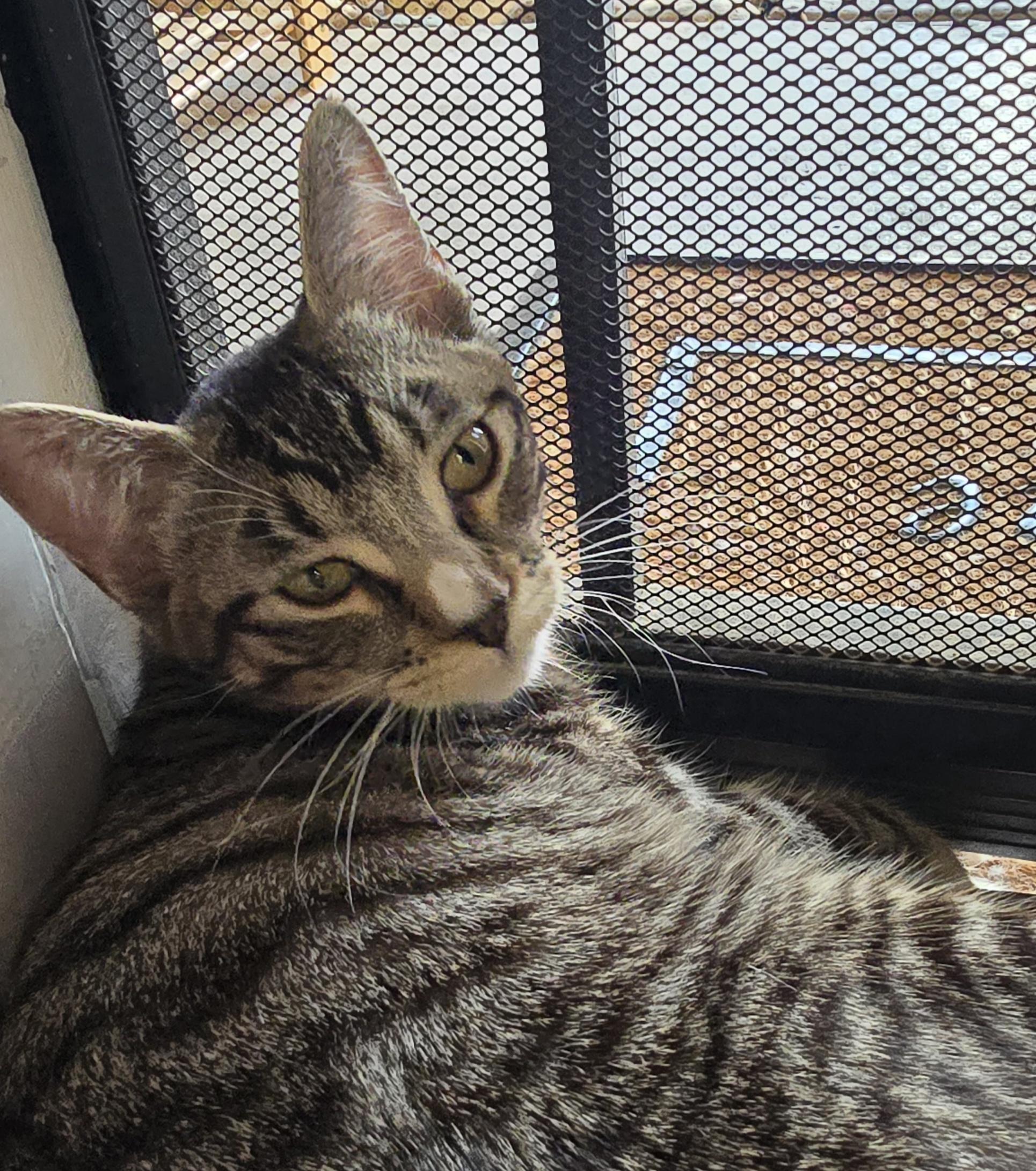 Enlarge PEPPER -  November ONLY 35% Off Adoption Fee & 25+ kittens to choose from!, a Adoptable Tiger in PHOENIX, AZ image 1/5