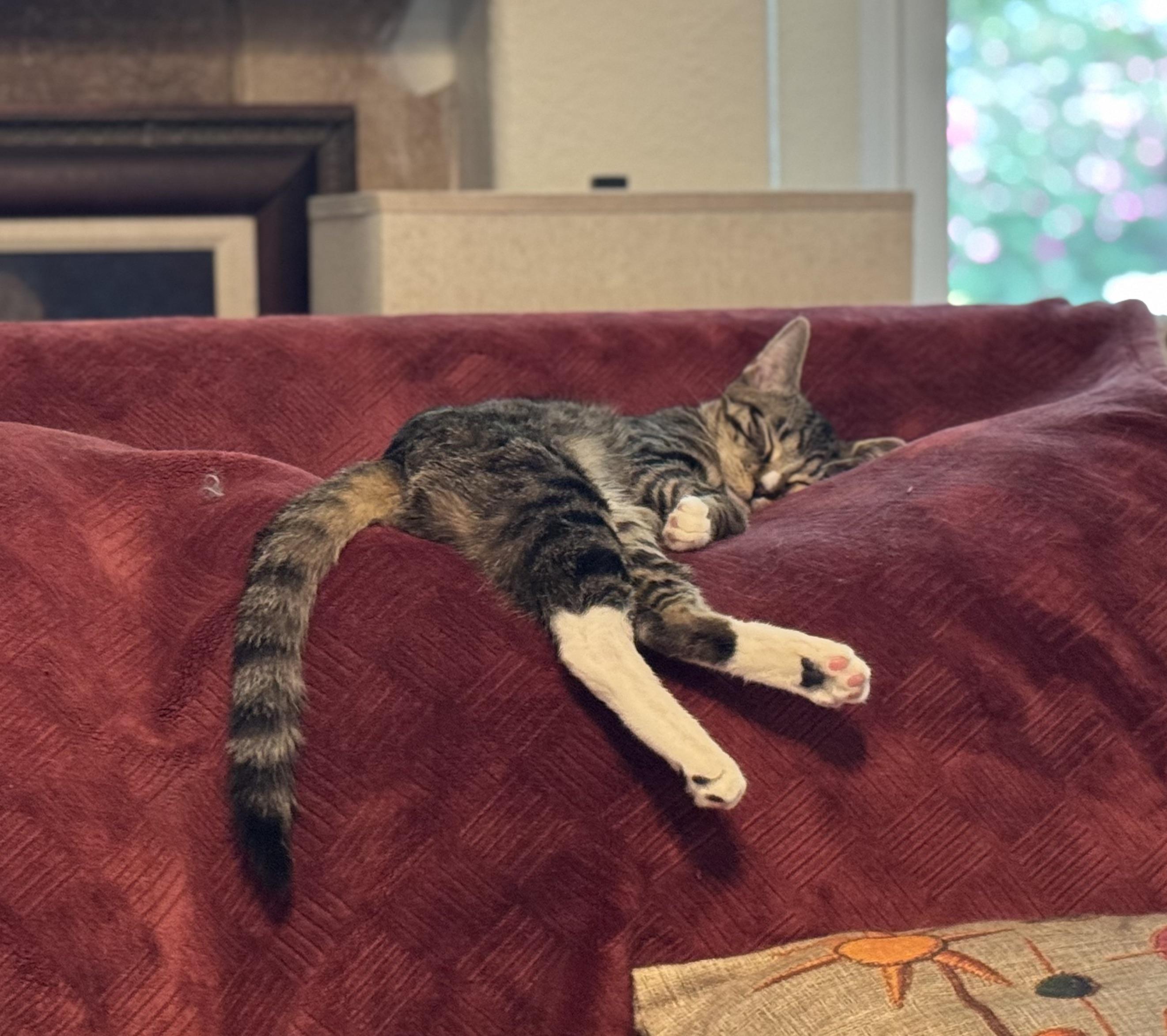 Enlarge PEPPER -  November ONLY 35% Off Adoption Fee & 25+ kittens to choose from!, a Adoptable Tiger in PHOENIX, AZ image 3/5