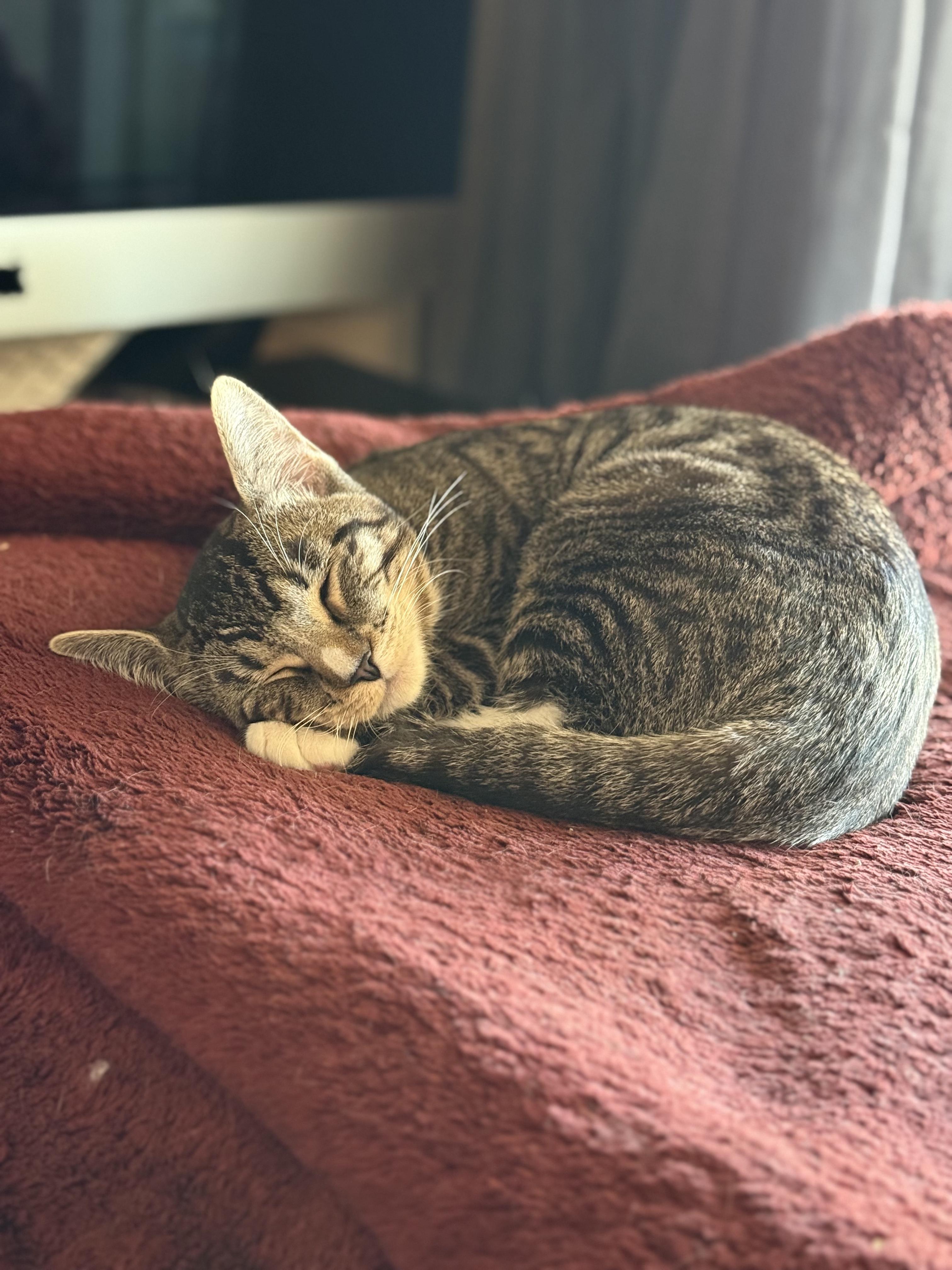 Enlarge PEPPER -  November ONLY 35% Off Adoption Fee & 25+ kittens to choose from!, a Adoptable Tiger in PHOENIX, AZ image 5/5