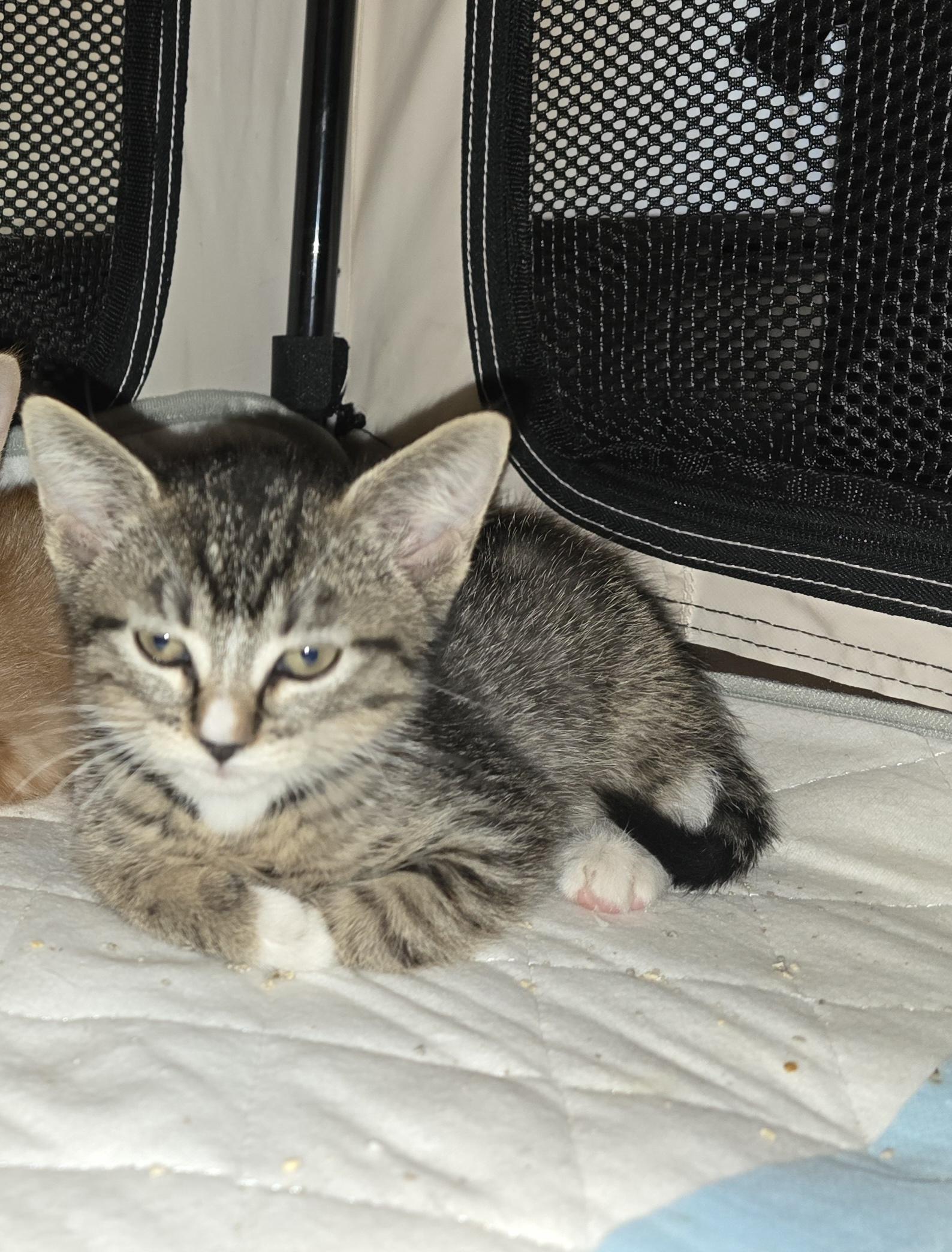 Enlarge PEPPER -  November ONLY 35% Off Adoption Fee & 25+ kittens to choose from!, a Adoptable Tiger in PHOENIX, AZ image 4/5