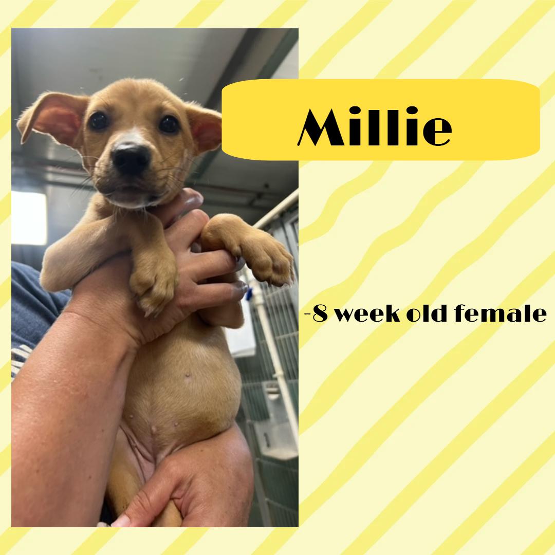 Millie