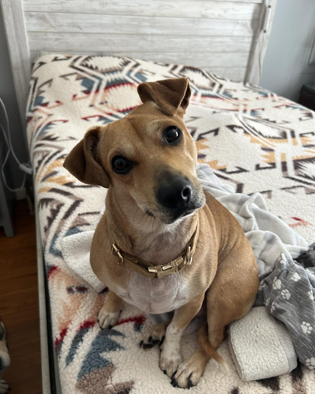 Enlarge Matcha, an adopted mixed breed in Winsted, CT image 1/3