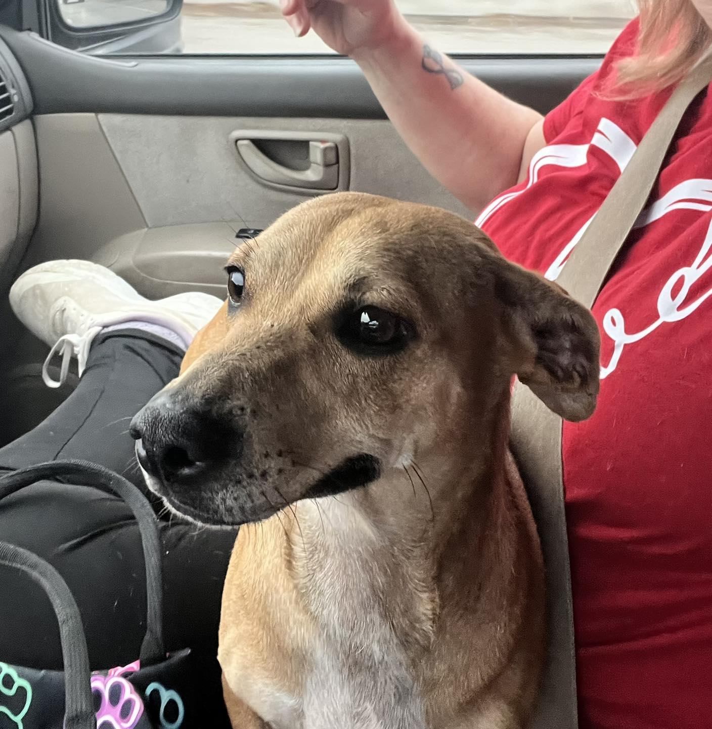 Matcha, ADOPTABLE, Young Female Chiweenie.