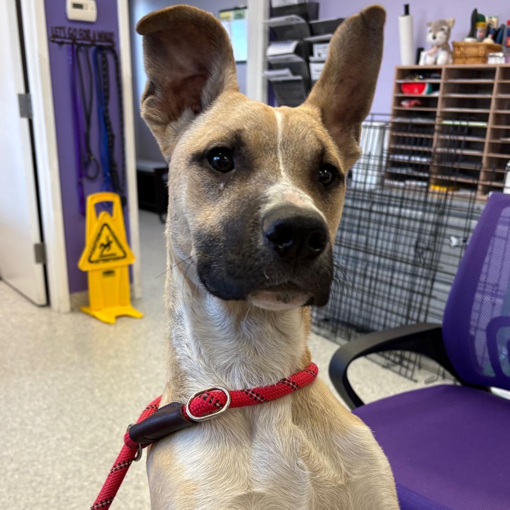 Ronaldo, Adoptable, Young Male Mixed Breed.