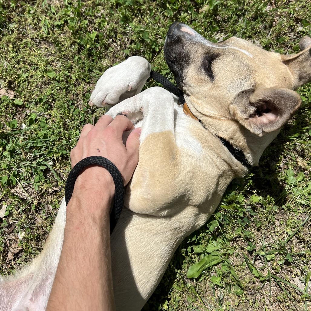 Enlarge Ronaldo, a Adoptable Mixed Breed in Manhattan, KS image 2/6