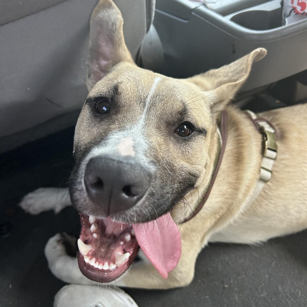 Enlarge Ronaldo, a Adoptable Mixed Breed in Manhattan, KS image 4/6