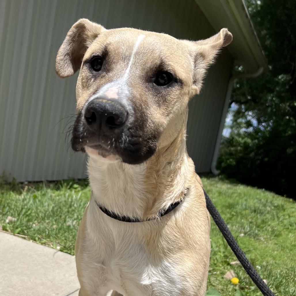 Enlarge Ronaldo, a Adoptable Mixed Breed in Manhattan, KS image 5/6
