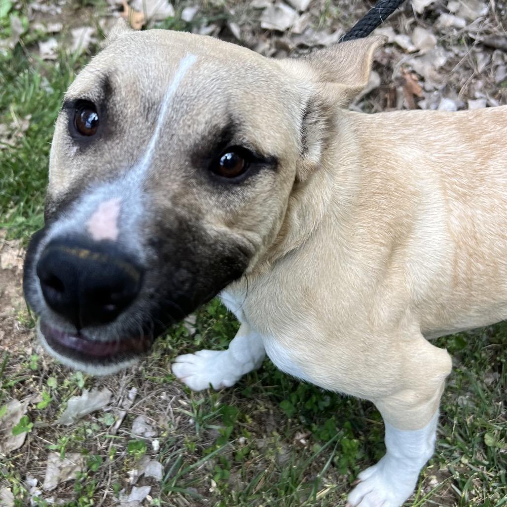 Enlarge Ronaldo, a Adoptable Mixed Breed in Manhattan, KS image 6/6