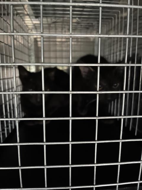 GRETEL, Adoptable, Young Female Domestic Medium Hair.