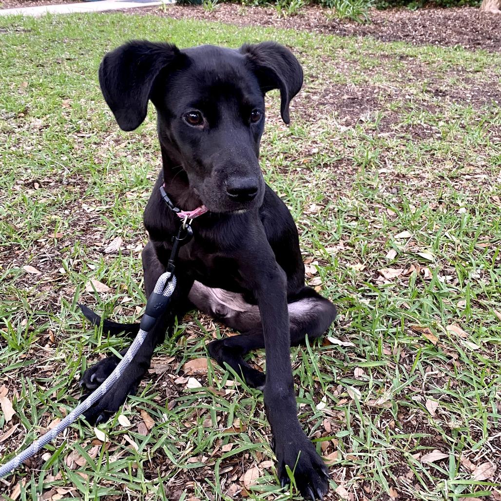 Enlarge Poppy, a Adoptable Mixed Breed in Jacksonville Beach, FL image 1/6