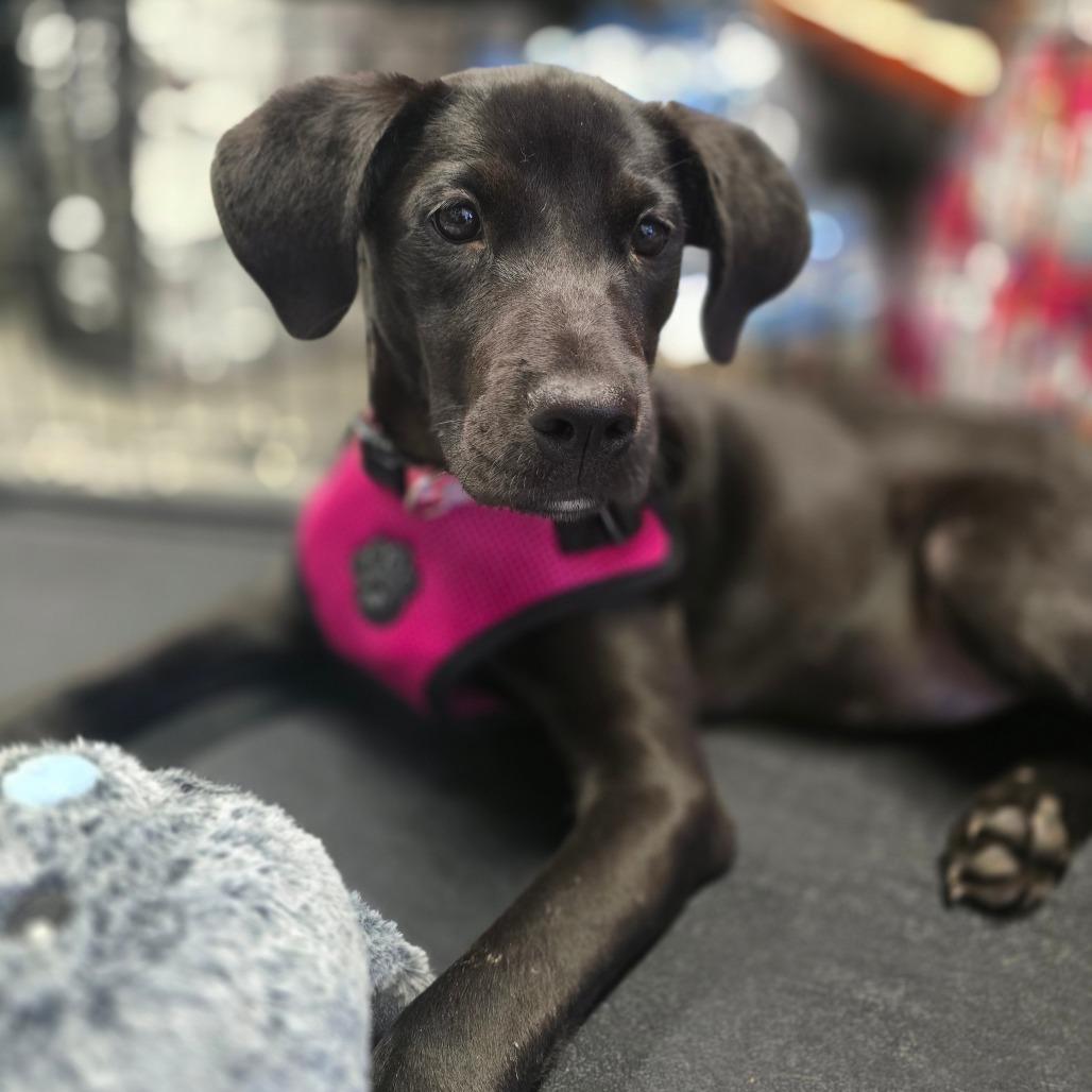 Enlarge Poppy, a Adoptable Mixed Breed in Jacksonville Beach, FL image 2/6