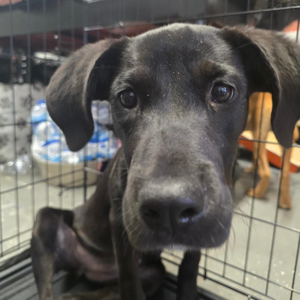 Enlarge Poppy, a Adoptable Mixed Breed in Jacksonville Beach, FL image 3/6
