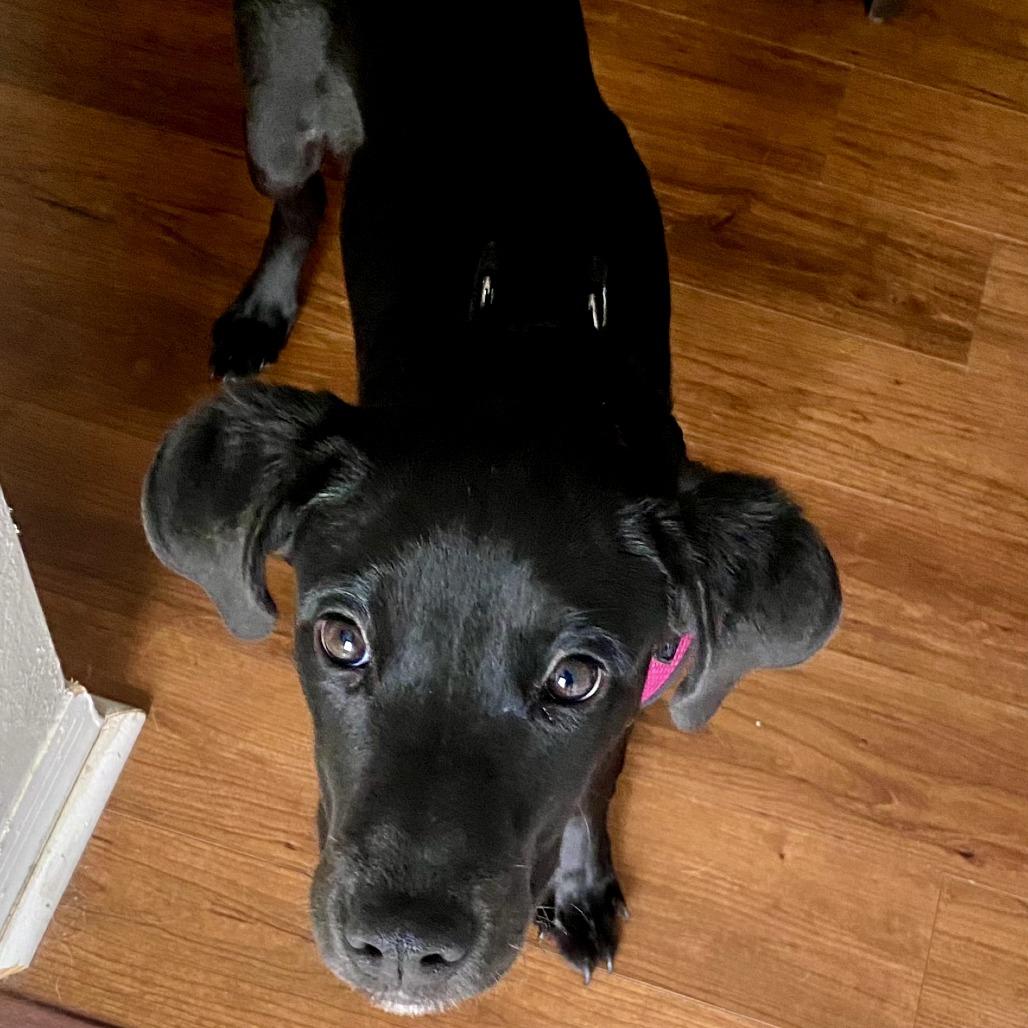 Enlarge Poppy, a Adoptable Mixed Breed in Jacksonville Beach, FL image 4/6