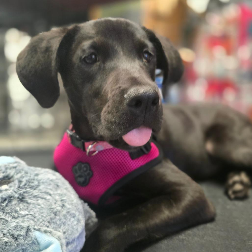 Enlarge Poppy, a Adoptable Mixed Breed in Jacksonville Beach, FL image 5/6
