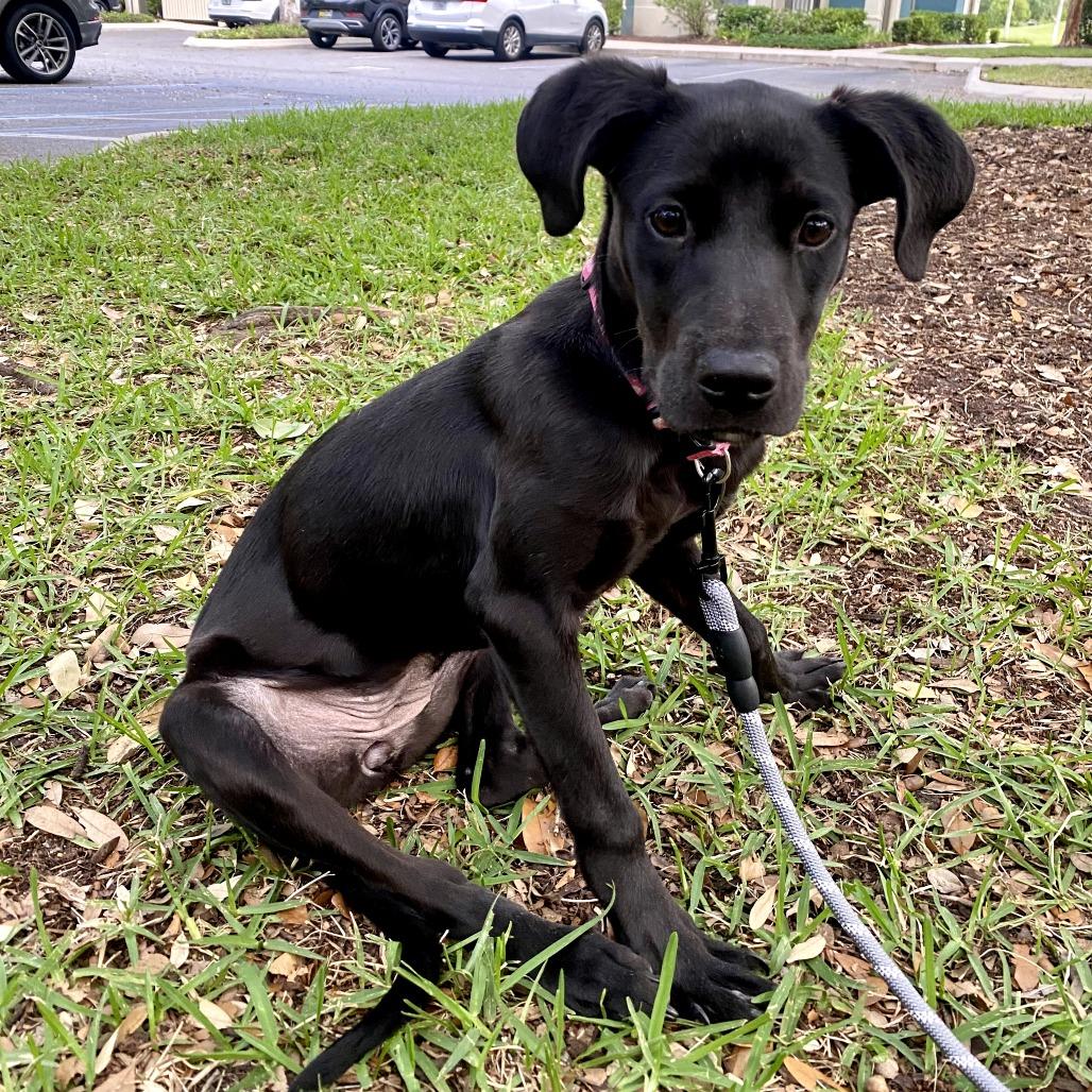 Enlarge Poppy, a Adoptable Mixed Breed in Jacksonville Beach, FL image 6/6