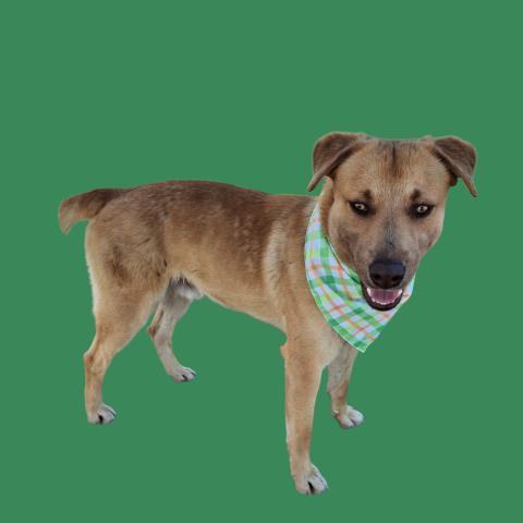 Dusty -- LONGTIME RESIDENT!, ADOPTABLE, Adult Male Labrador Retriever.