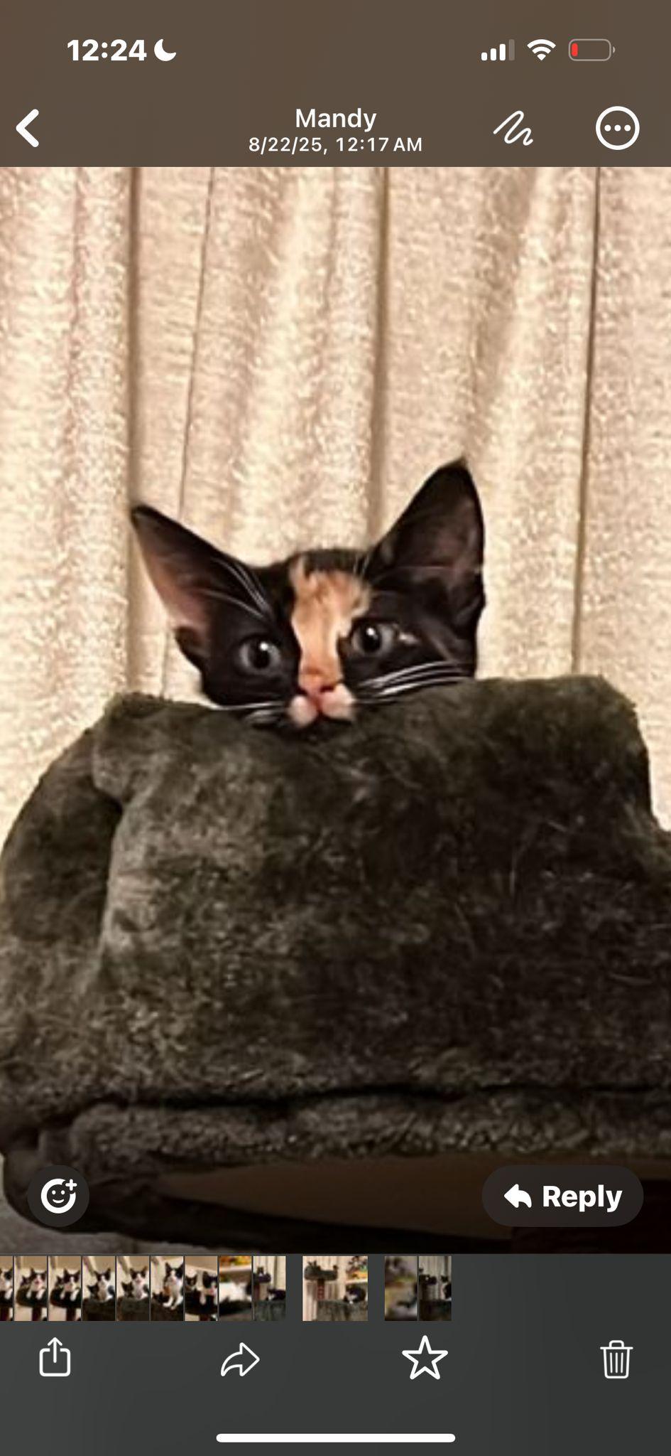 Enlarge Sashimi & Mavis, a Adopted Domestic Short Hair in Springfield, VA image 5/6