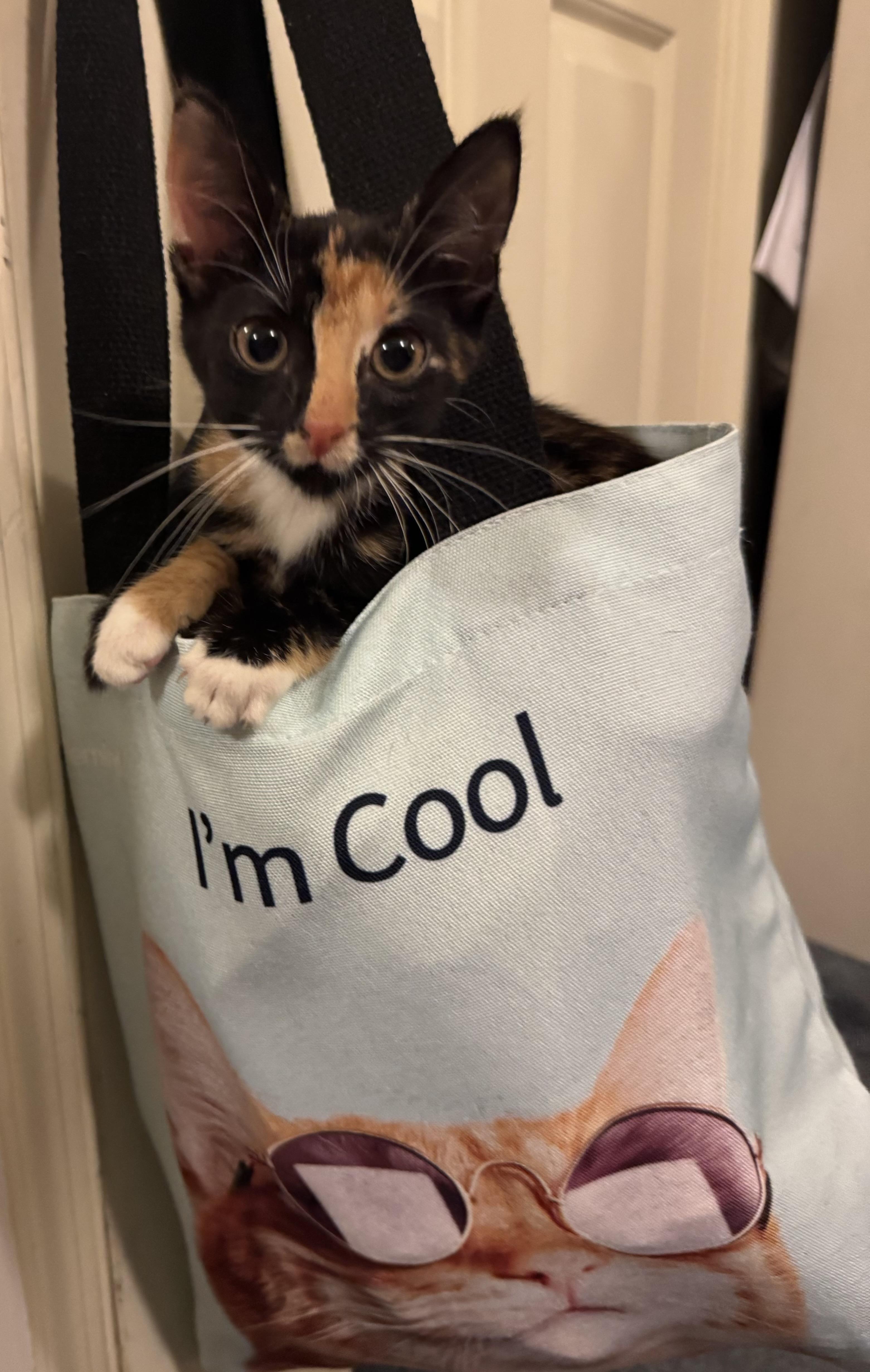 Enlarge Sashimi & Mavis, a Adopted Domestic Short Hair in Springfield, VA image 6/6