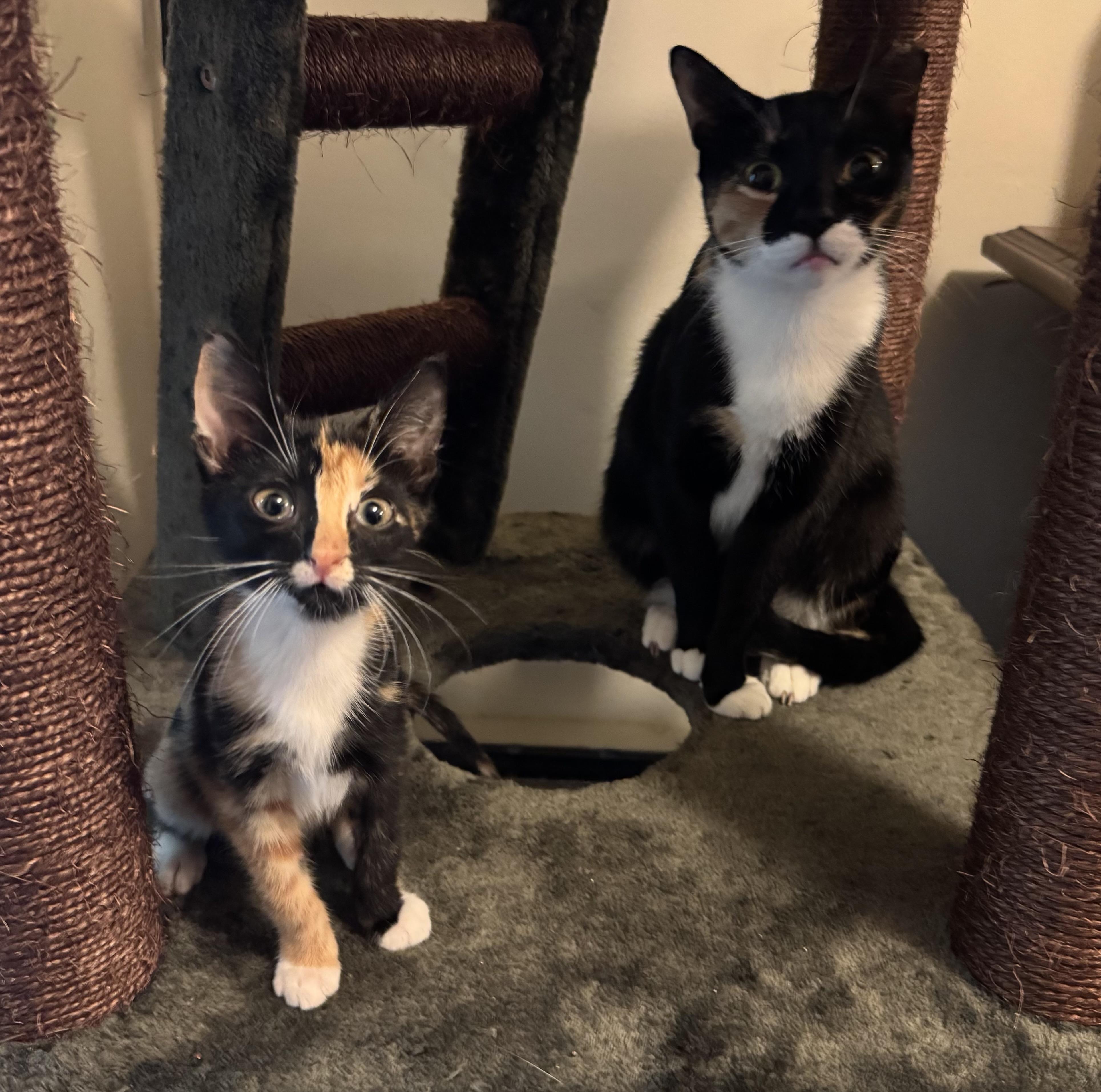 Enlarge Sashimi & Mavis, a Adopted Domestic Short Hair in Springfield, VA image 1/6