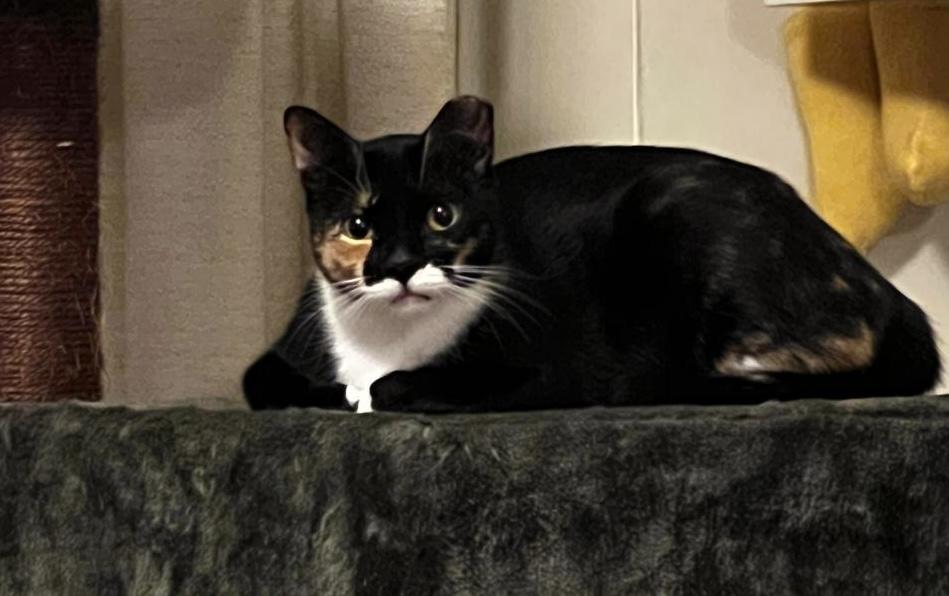 Enlarge Sashimi & Mavis, a Adopted Domestic Short Hair in Springfield, VA image 2/6