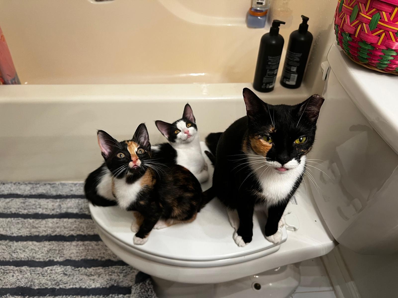 Enlarge Sashimi & Mavis, a Adopted Domestic Short Hair in Springfield, VA image 4/6