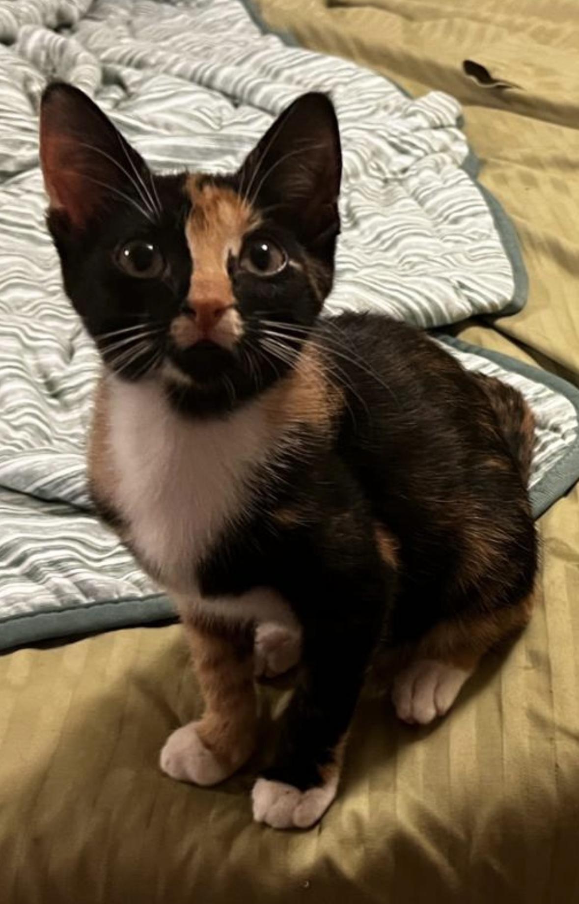 Sashimi & Mavis, Adopted, Young Female Domestic Short Hair.