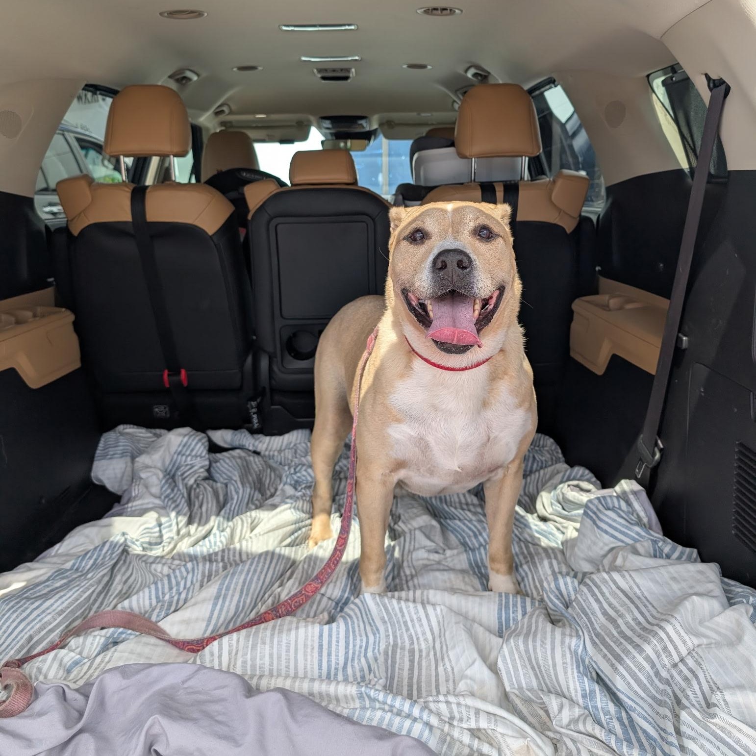 Enlarge Jax, a Adoptable mixed breed in coral gables, FL image 3/5