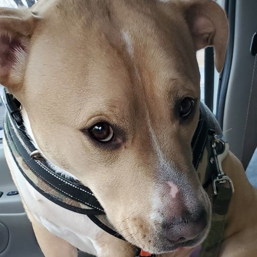 Enlarge Jax, a Adoptable mixed breed in coral gables, FL image 1/5