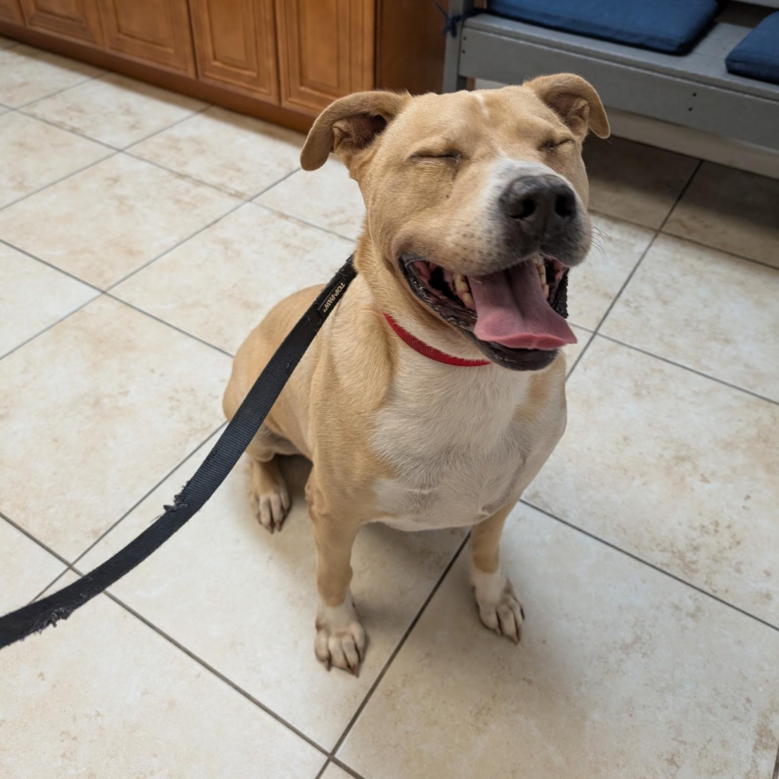 Enlarge Jax, a Adoptable mixed breed in coral gables, FL image 5/5