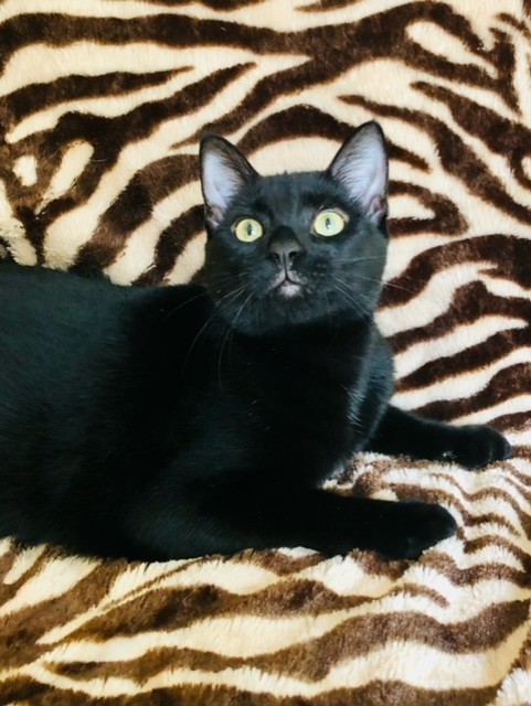 Enlarge Stuart Little, a Adopted mixed breed in Greensboro, NC image 3/6