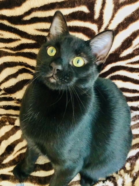 Enlarge Stuart Little, a Adopted mixed breed in Greensboro, NC image 5/6