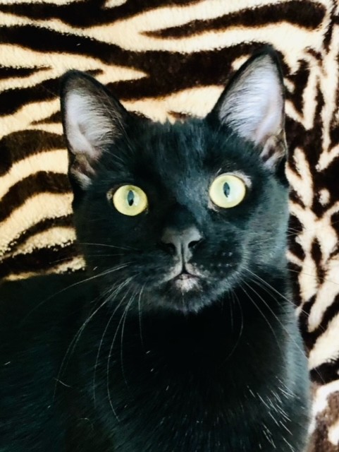 Stuart Little, Adopted, Young Male Bombay & Domestic Short Hair.