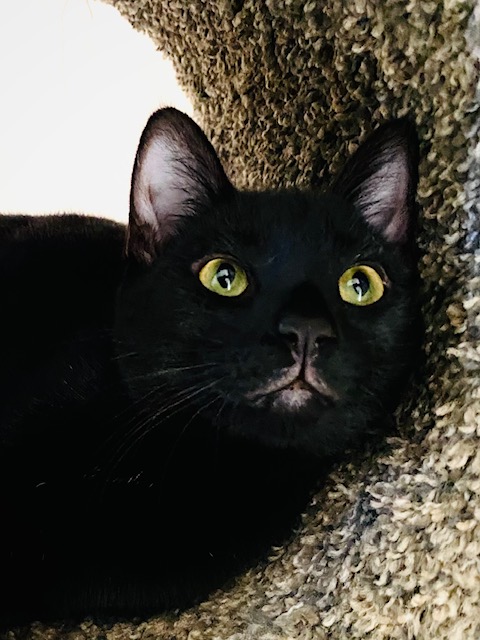 Enlarge Stuart Little, a Adopted mixed breed in Greensboro, NC image 2/6