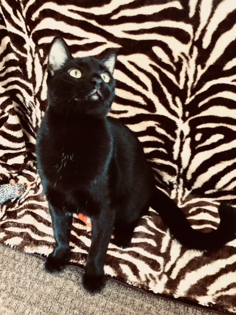 Enlarge Stuart Little, a Adopted mixed breed in Greensboro, NC image 4/6