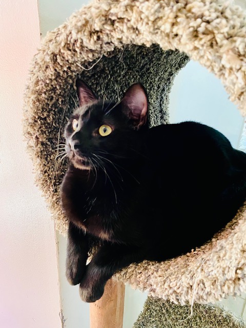 Enlarge Stuart Little, a Adopted mixed breed in Greensboro, NC image 6/6