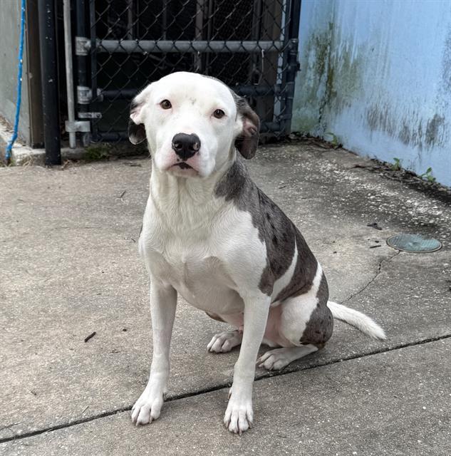 Enlarge RYMINGTON, a Adoptable Mixed Breed in Palmetto, FL image 1/1