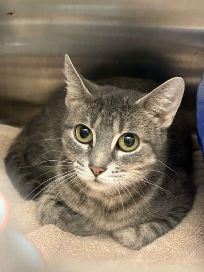 Peanut Trail Mix, Adoptable, Adult Female Domestic Short Hair & Domestic Short Hair.