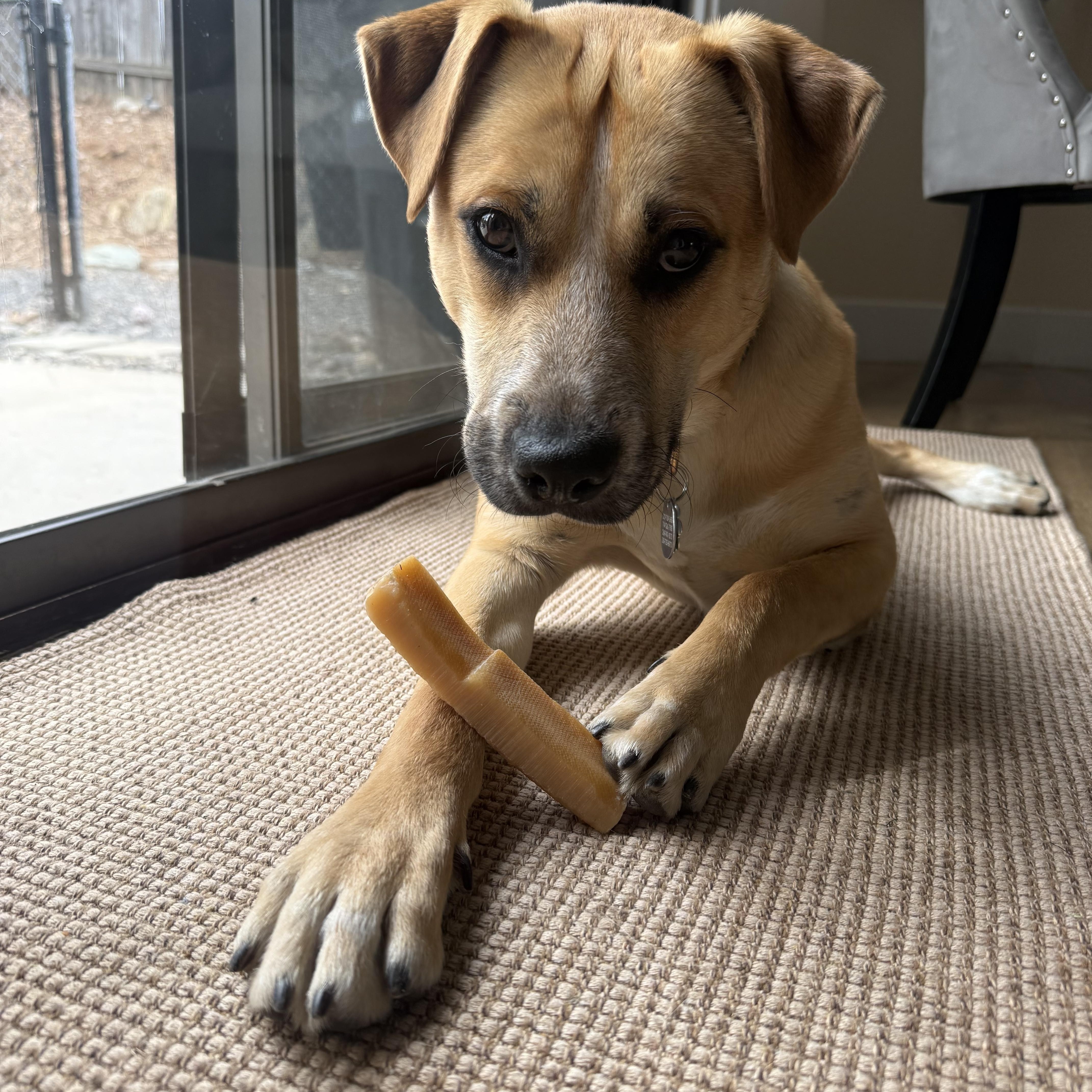 Happy 0125, an adoptable mixed breed in Sonora, CA image 6/6
