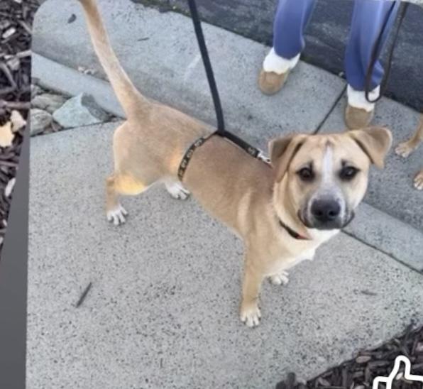 Happy 0125, an adoptable mixed breed in Sonora, CA image 3/6