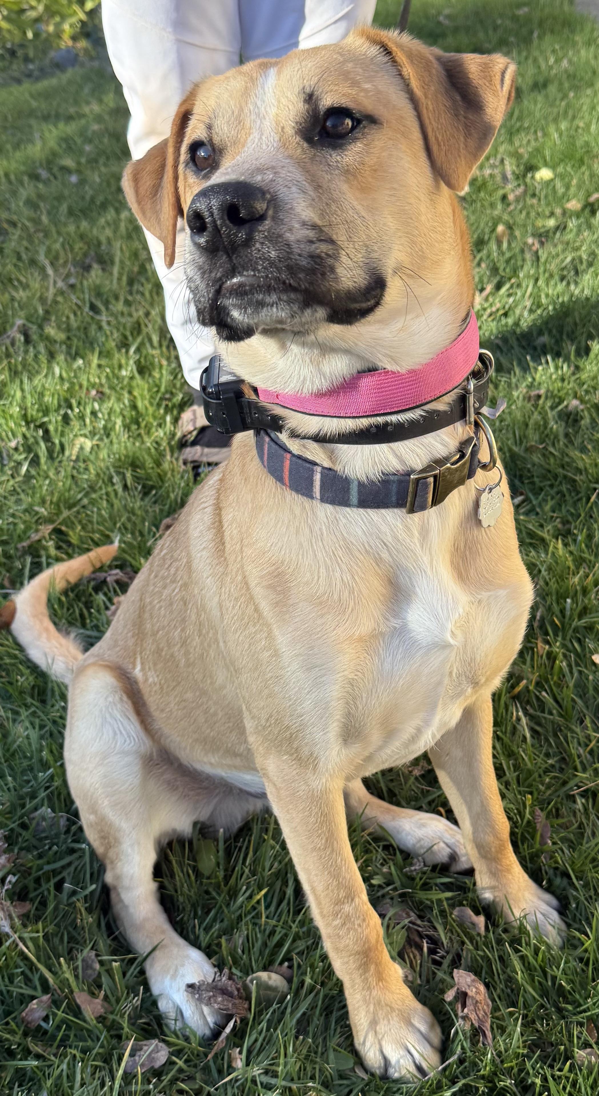 Happy 0125, an adoptable mixed breed in Sonora, CA image 5/6