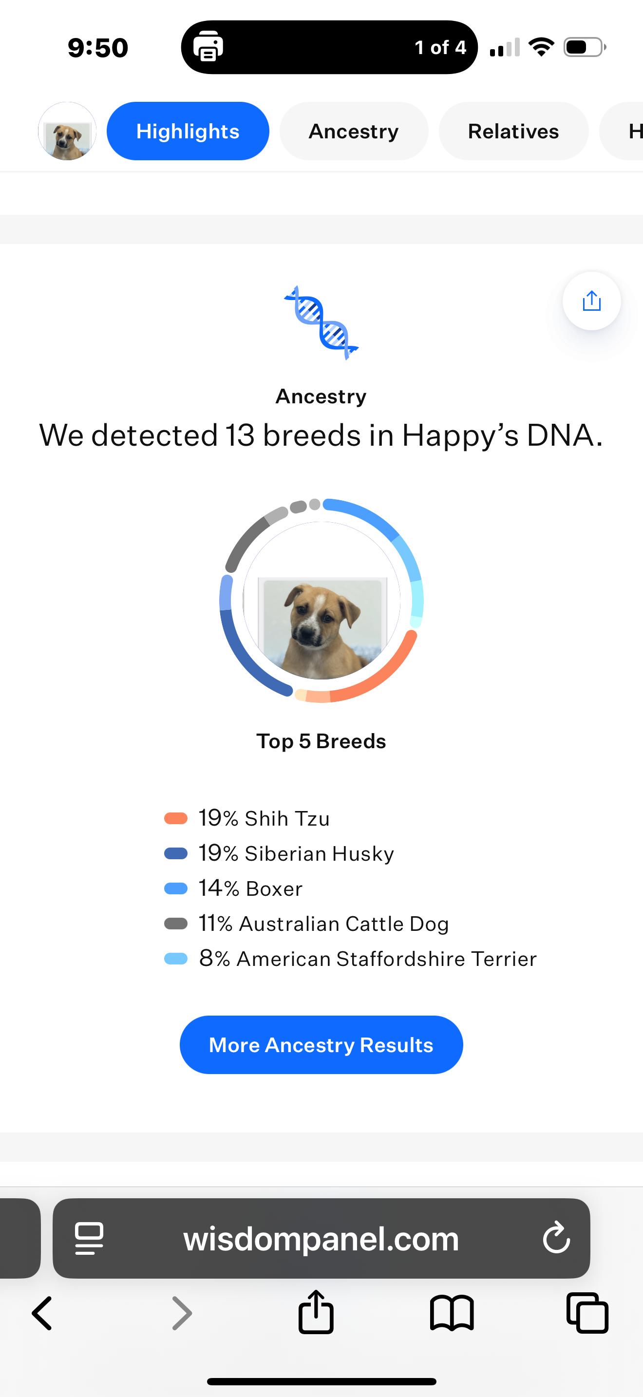 Happy 0125, an adoptable mixed breed in Sonora, CA image 4/6