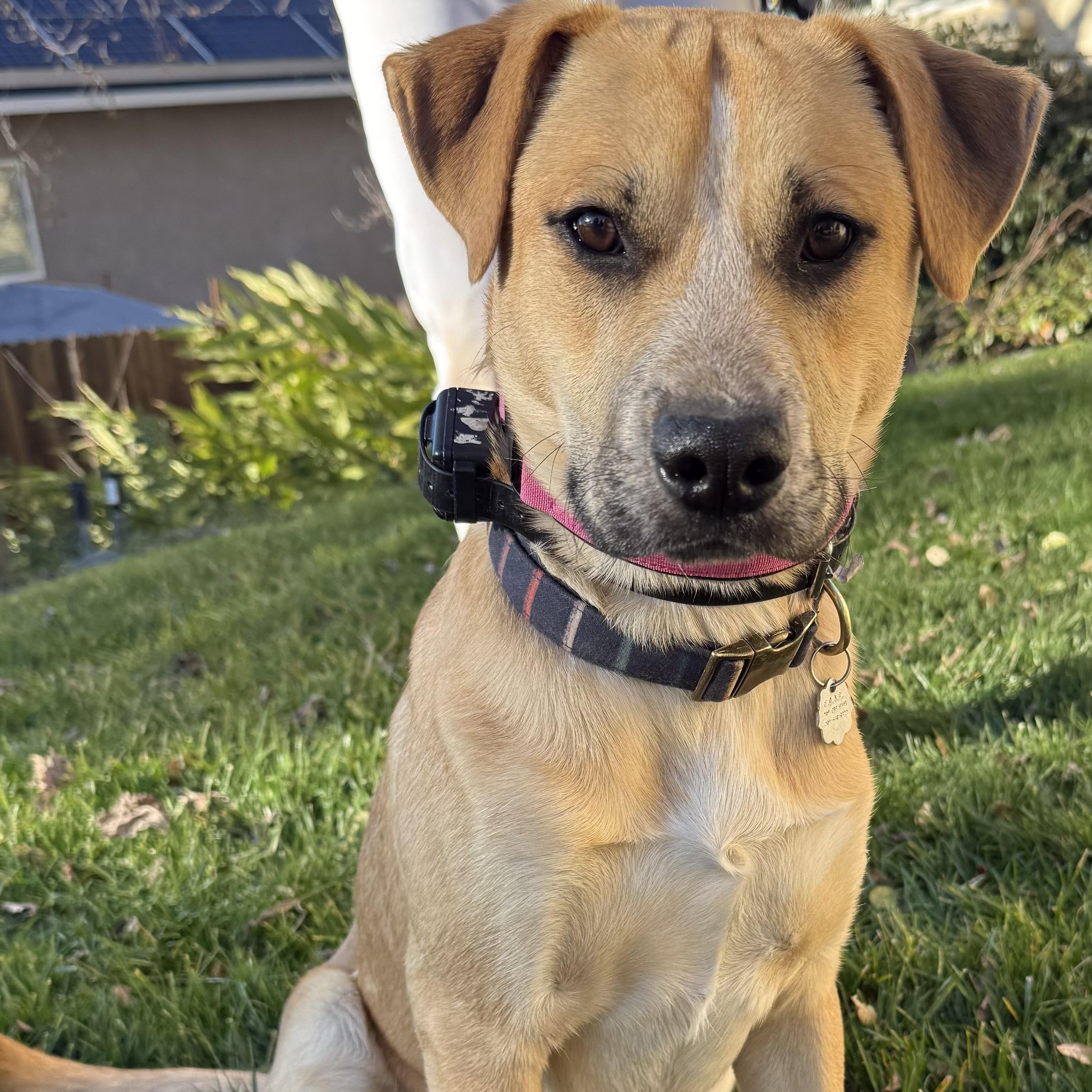 Happy 0125, an adoptable mixed breed in Sonora, CA image 2/6