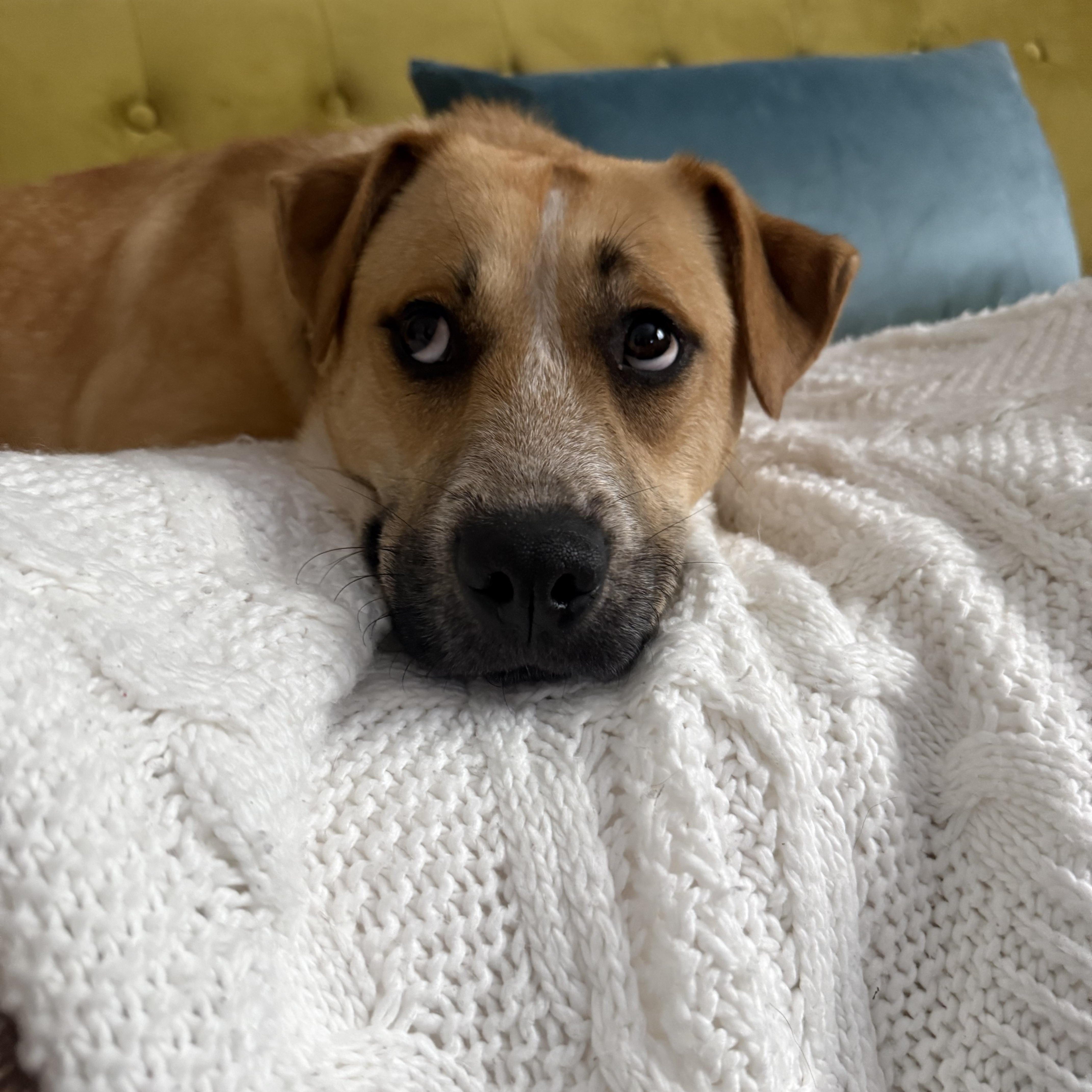 Happy 0125, an adoptable mixed breed in Sonora, CA image 1/6