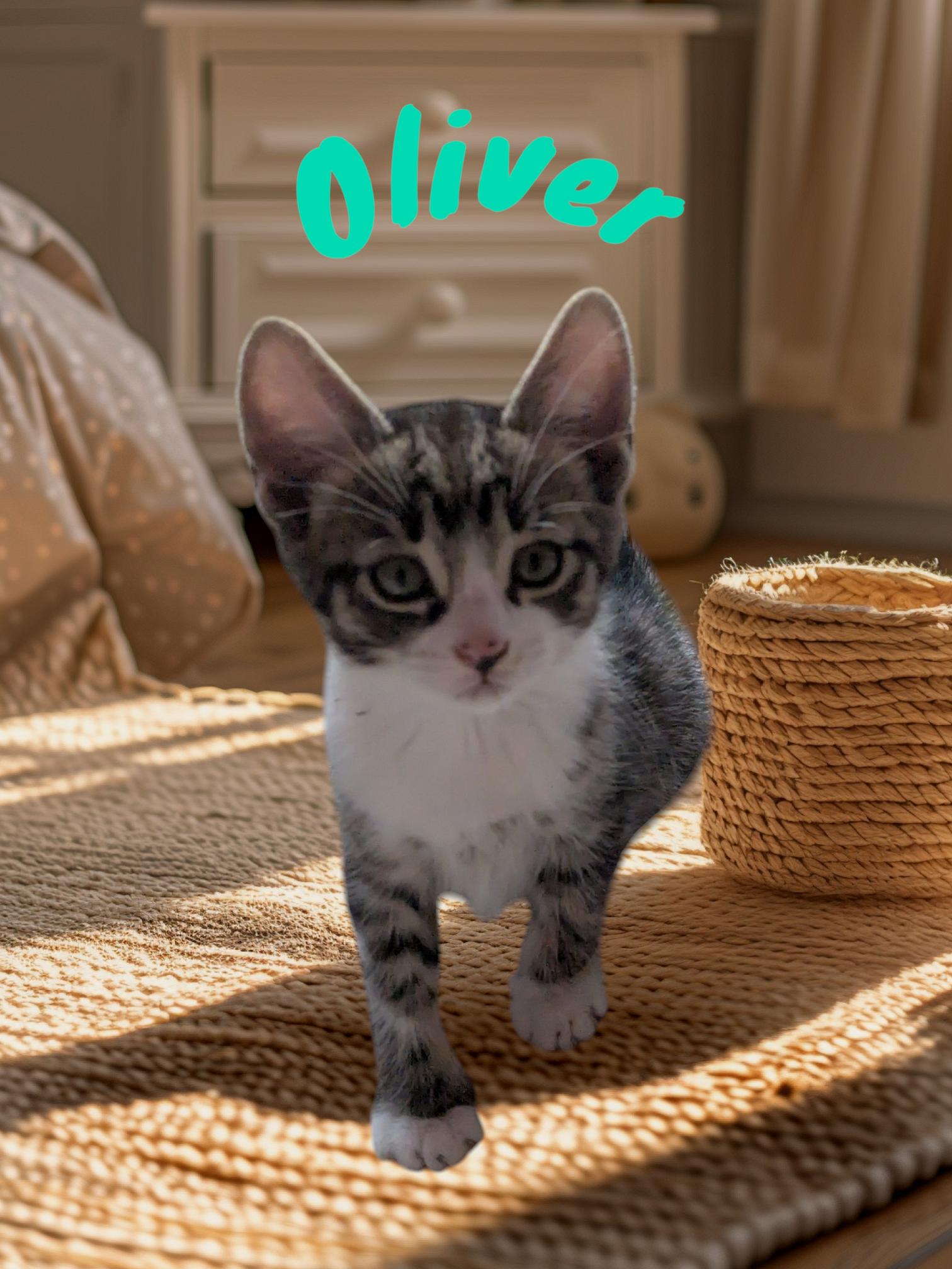 Oliver thumbnail 5