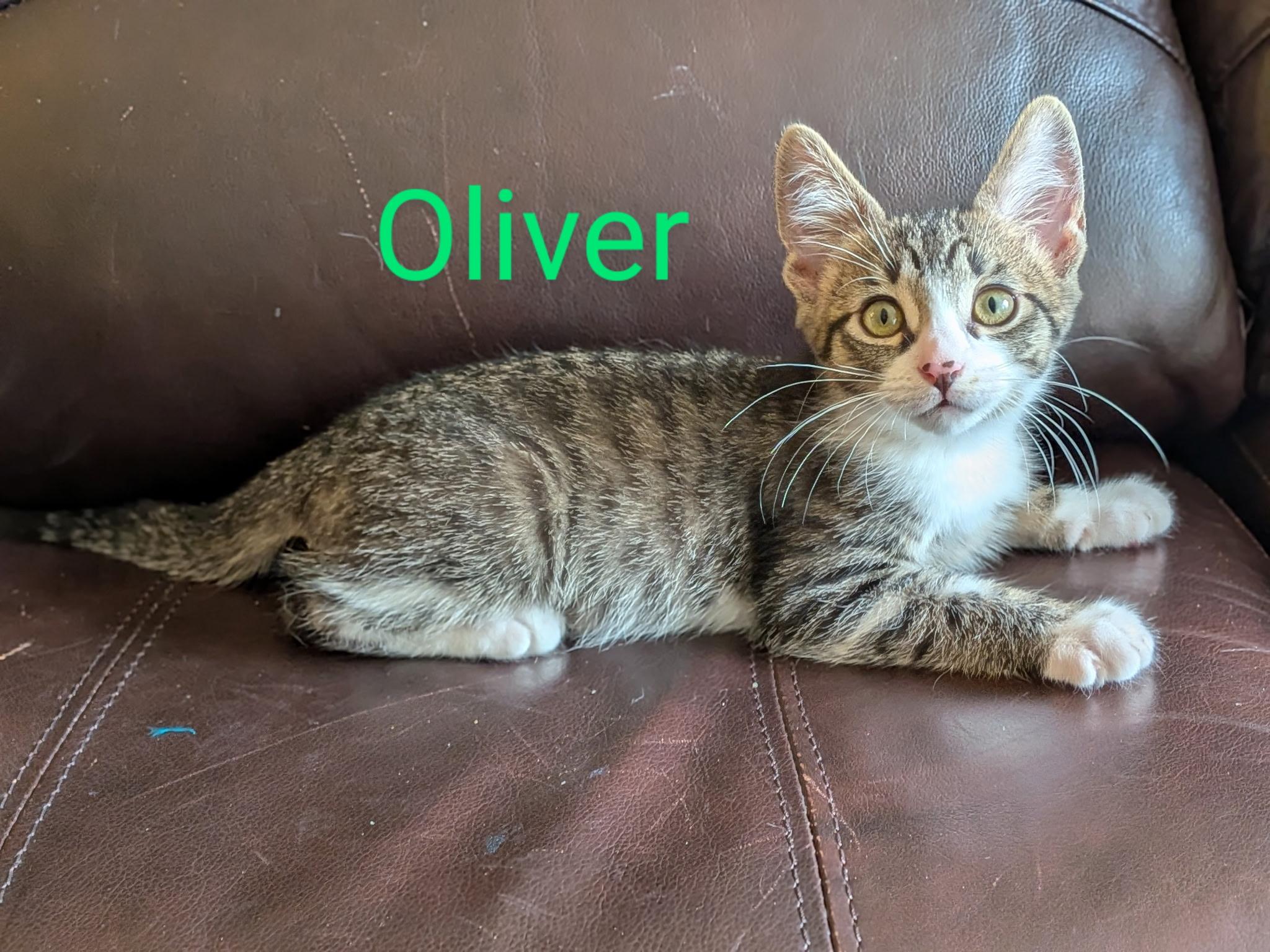 Oliver thumbnail 4