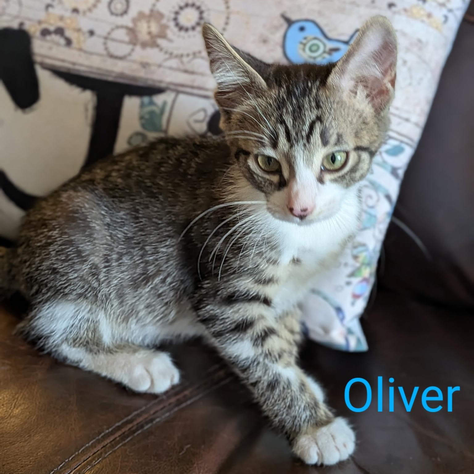 Oliver thumbnail 3