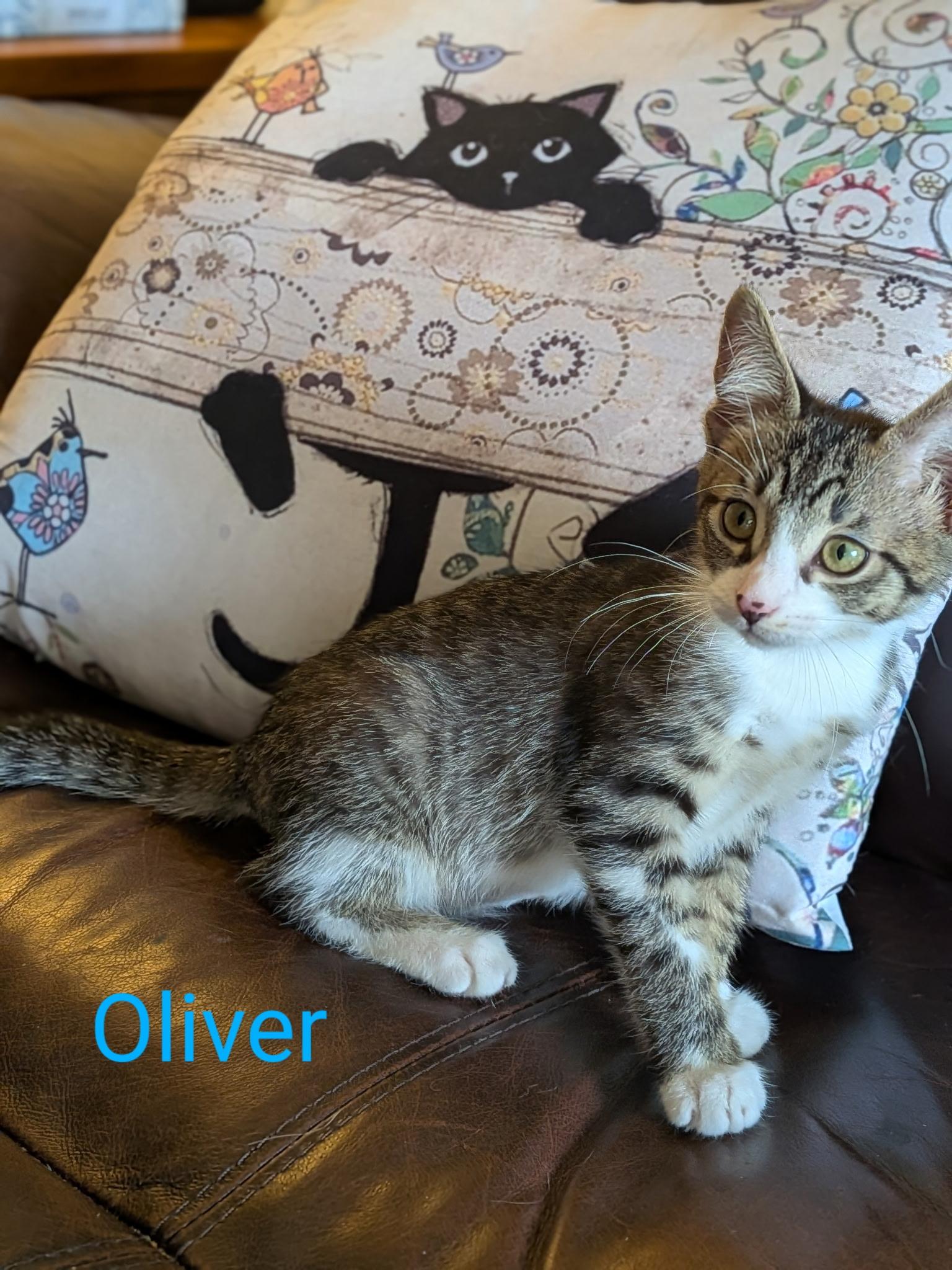 Oliver thumbnail 6